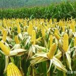 app=25&f=JPEG&fm=173&fmt=auto&u=1873885974,3234027101.webp